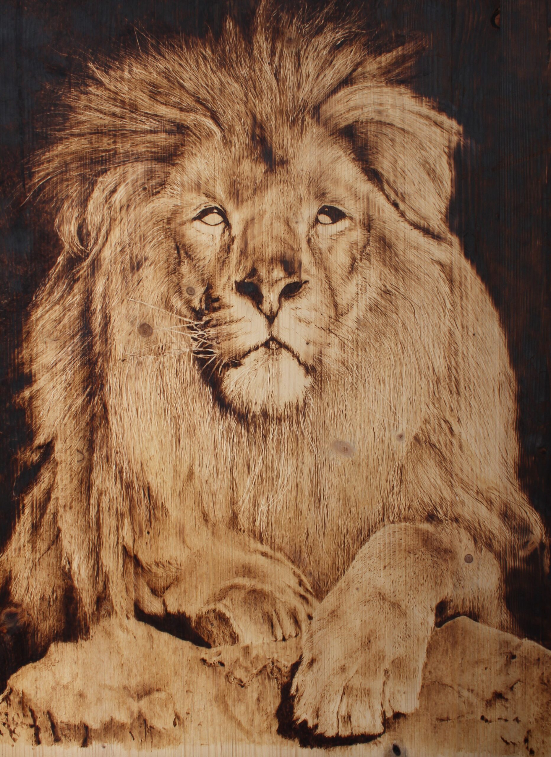 Pirografia “Il leone”